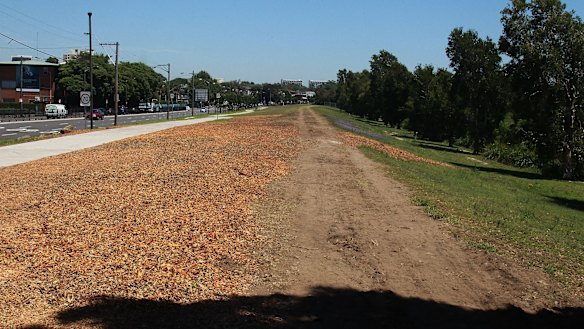 The barren land on Alison Road in Randwick where trees have been cut to make way for the light rail.