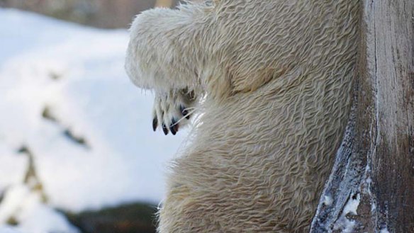 Tragic life of Knut laid bare