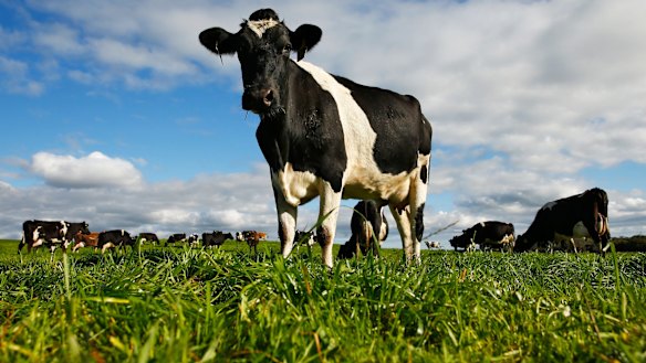 According to those involved in the sale, Mr Lu bought the dairy operation after a single three-hour visit in November 2015.