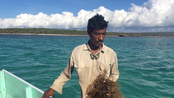 Rote Island seaweed farmer Nikodemus Manefa with his crop. Seaweed farmers say the Montara spill devastated their livelihoods.