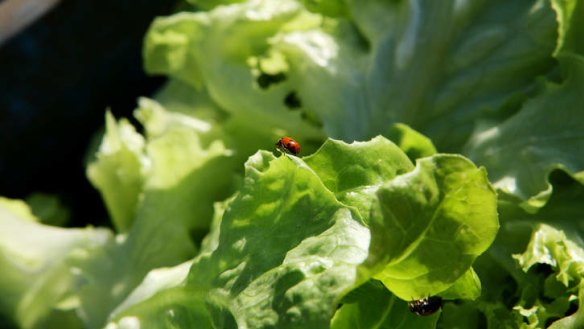 There are some lettuce varieties that can survive the hot summer.