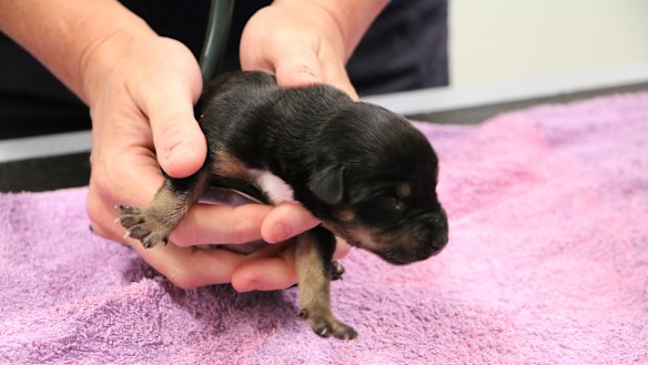 RSPCA appeals for information after puppies dumped in WA bush