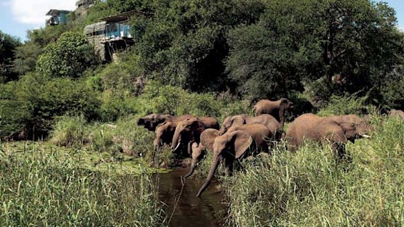 Park life ... a herd of elephants near the lodge.