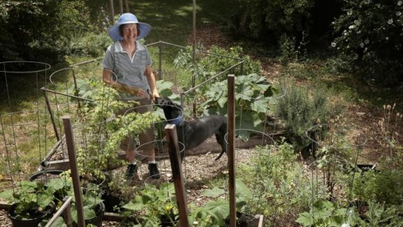 Margie Cuttell of Yarralumla in her vegetable garden with her rescue grey hound Ellie.