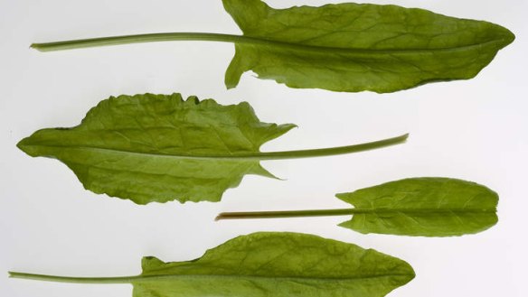 Blanch sorrel briefly in boiling water then refresh it in ice-cold water to help retain the colour.