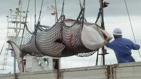 A minke whale is unloaded in Kushiro, a port on Japan's northern island of Hokkaido, in 2013.
