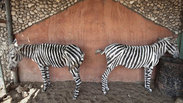 In Gaza, the zebra is a donkey