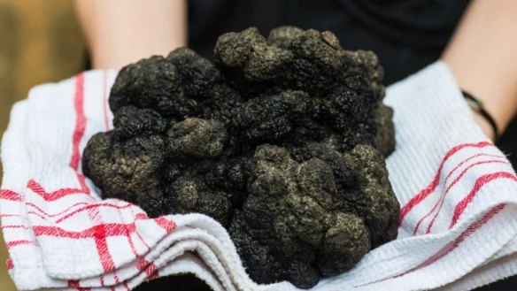 The bounty of truffles.
