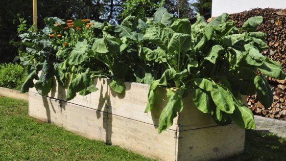 Raised garden beds are great for producing crops in small areas.