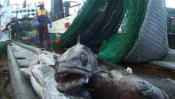 Ocean pursuit leaves toothfish pirates with nowhere to run