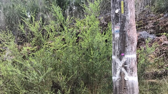 A condemned power pole in a bushfire-prone region near Mansfield.