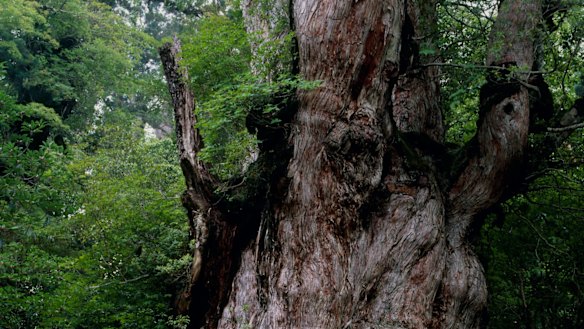 Yakushima: Japan's damp, green eco-capsule