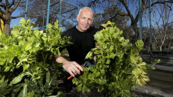 Dom Galloway harvesting celery from his Watson home.