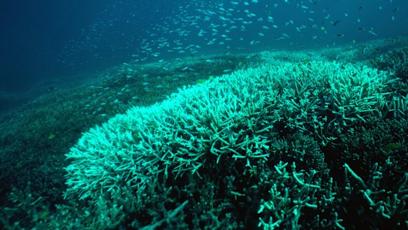 Great Barrier Reef's future is in the dock, ACF said.