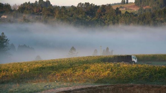 Good earth: Mist over Littorai vineyard.