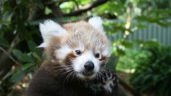 First outing for Perth Zoo pandas