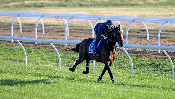 Jockey Hugh Bowman rides Marmelo in during trackwork at Werribee.