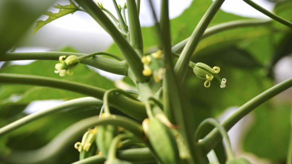 Blooming: Mark O'Connor's mountain pawpaw.