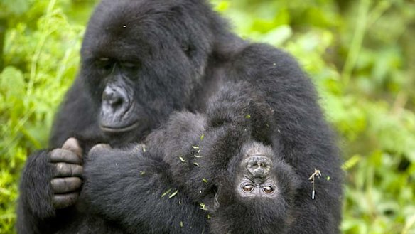 Life-changing experience ... meeting gorillas in Democratic Republic of Congo.