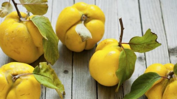 Perfect match: Quinces grow well in the Canberra region and mature mid-season.