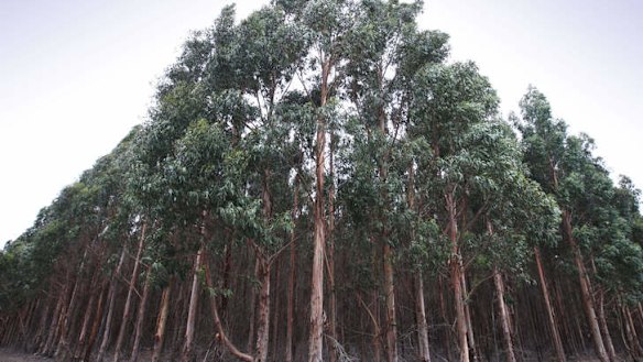 Timbercorp investors offer ANZ a deal over outstanding debts