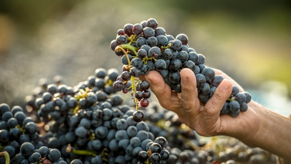 A team from Italy developing a leather-like fabric from grape skins was one of the five Global Change Award winners.