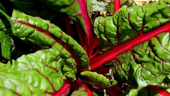 Red stemmed chard from Michael Wilson and Fiona Buining's garden in Ainslie.