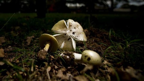 Don't risk it: Death cap mushrooms which are found in the ACT region.