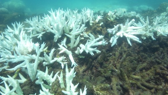 Coral that survived previous bleaching is now bleached, and coral that was bleached is now dead after algae attacked it.