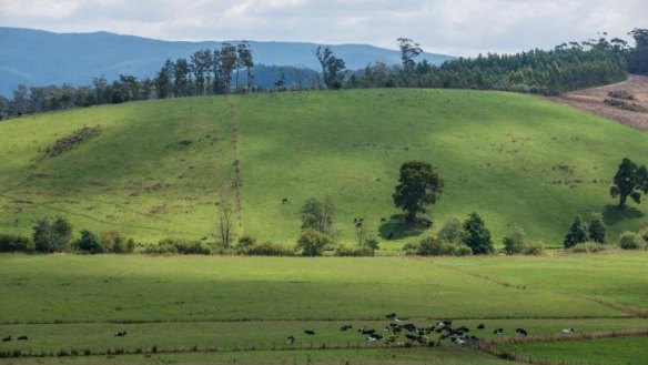 The grass-fed herd that provides the milk for Ian Fowler's Bay of Fires cheddar.