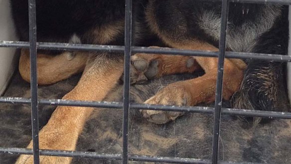 Chuck ... took a bite out of Malcolm Naden.