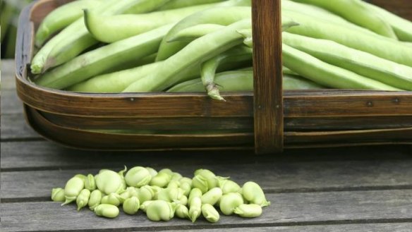 Broad beans are at their best right now.
