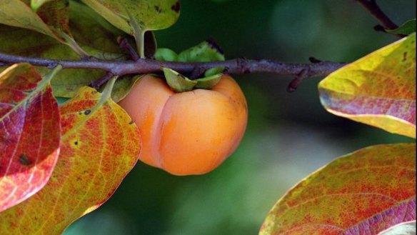 Sweet persimmon can be eaten hard and crisp, or let soften. 