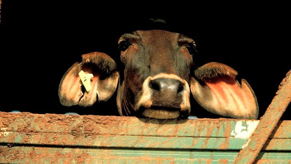 Australian cattle is imported live to abbatoirs overseas.