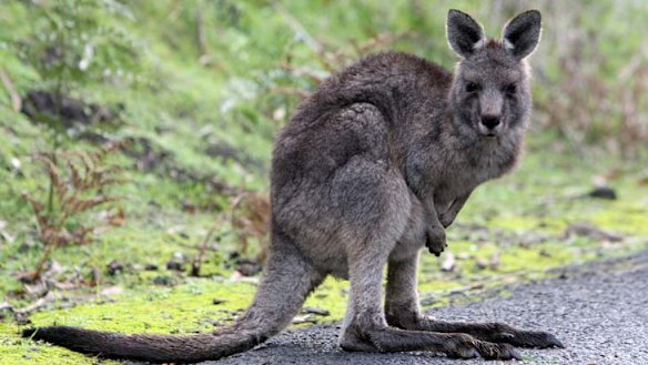 Plan to lift roo exports prompts legal threat