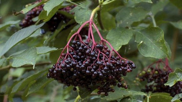 Tempting ... The fruit of the elderberry is tart, but can be used in cordials and conserves, as a skin tonic, and to treat migraines.