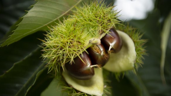 Chestnuts ready to fall from the tree at Nutwood.