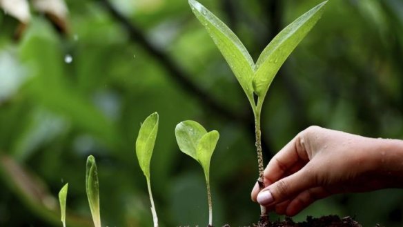 Spring means beans: Beans are a wonderful crop to grow throughout the spring and summer months.