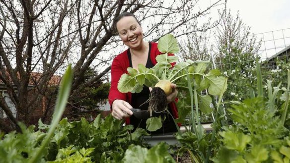 In season .... Bec Pollock harvests golden globe turnips, swedes, kohlrabi, and a variety of kales at her Bonython home.