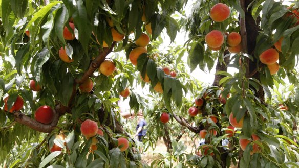 Photographs show people self-picking peaches and plums at Bilpinâs Fruit Bowl. In recent years, the popularity of âPick-your-ownâ fruit has soared across Sydneyâs perri-urban fringe where fruit growers have opened their orchards to the practise. And in a pandemic year, people have been eager  to take advantages of relaxed restrictions and escape the claustrophobia of urban Sydney to take their families on a weekend adventure. The allure of freshly picked fruit, not that that has sat in supermarket cold storage for weeks is another draw card. January 9, 2020. Photographs by Dean Sewell.