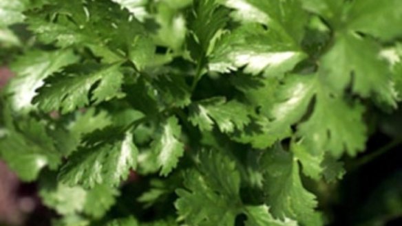 Coriander and mint sauce