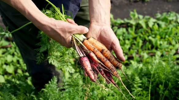 The carrots at Fat Pig Farm clock up 20 centimetres in food miles.