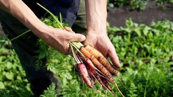 The carrots at Fat Pig Farm clock up 20 centimetres in food miles.