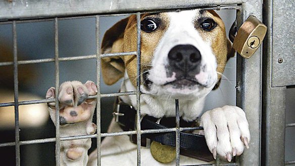Lost Dogs Home criticised over deaths