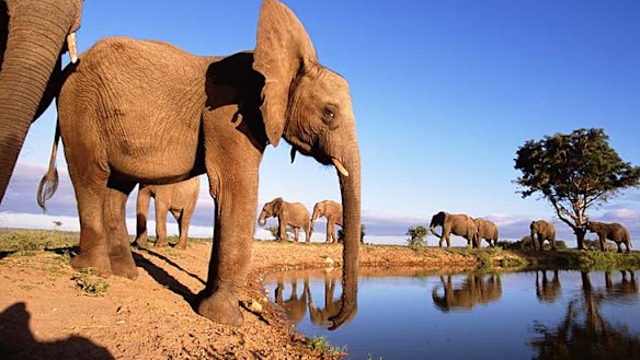 Park survival ... elephant numbers have risen in Kruger National Park.