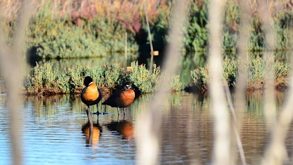 Lot 603, also known as Garvey Park Wetlands. 
