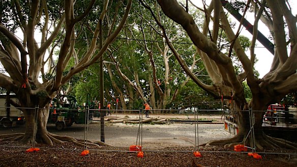 Workers felled trees along Anzac Parade and Alison Road last month.