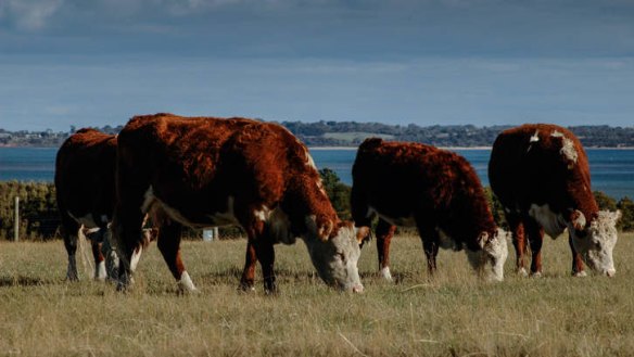 It's only natural: Free-range Hereford cattle grazing on pasture at French Island in Western Port Bay.