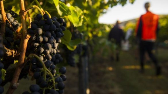 Workers harvested about 20 tonnes of grapes at Four Winds Vineyard.