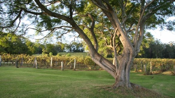 Bago Vineyards will host jazz in the vines on Sunday of the long weekend.